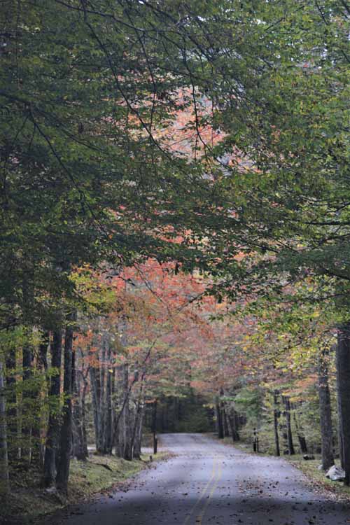 tree-lined road